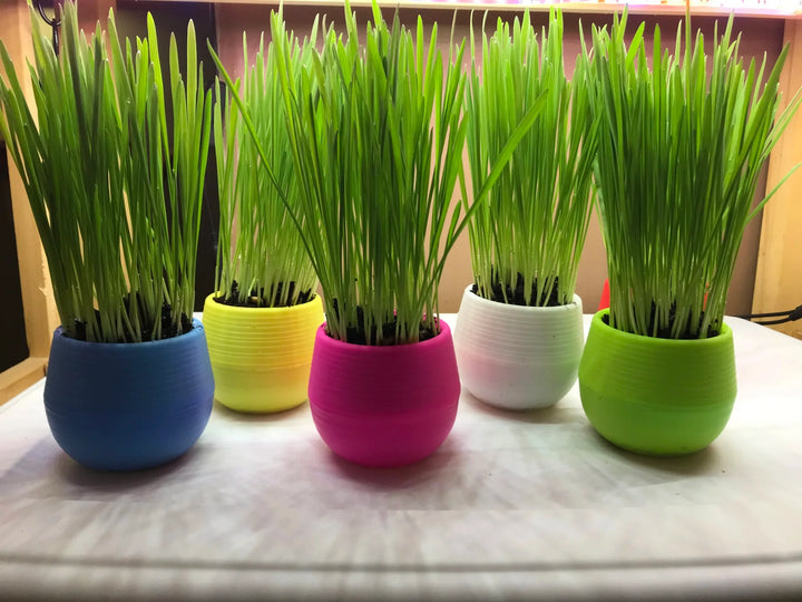 allplanterscatgrass